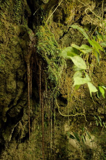 Die Felswand ist wunderschön mit Moosen und Farnen bewachsen...