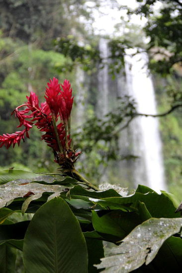 Der scharlachrote Ingwer (Alpinia purpurata)...