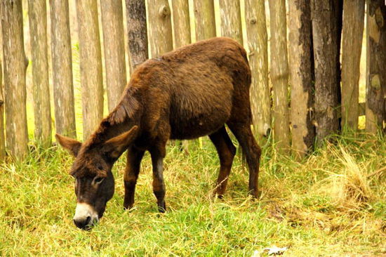 ...und zwar zu Fuss wie dieser E...