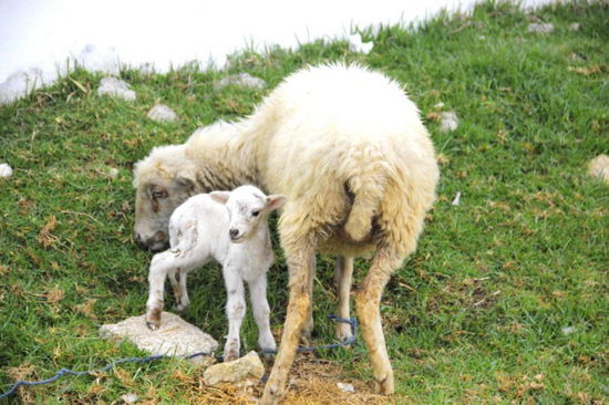 ...und Wolllieferanten für die Kleiderherstellung...; die Milch wird für die Aufzucht der Jungschafe verwendet, das Fleisch wird nicht verwertet...