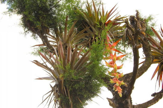 Eine sehr schöne Bromelie...