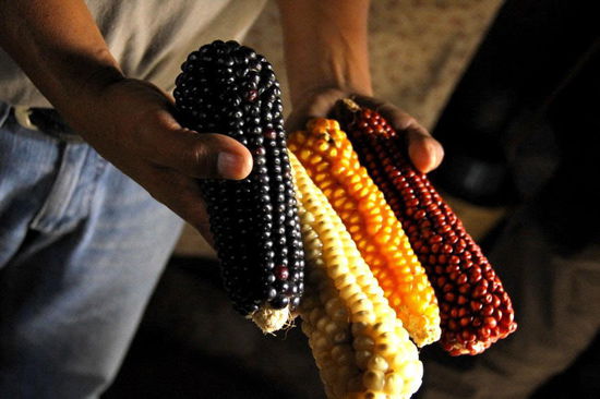 Cesar zeigt uns auch die 4 Maissorten...; die 4 Farben bedeuten die 4 Himmelsrichtungen...