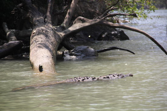 Da liegt doch so ein "Kroko-Handtäschen" mit grosser Öffnung im Wasser...