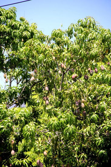 Die Gegend scheint recht fruchtbar zu sein...; hier im Bild Mangofrüchte...