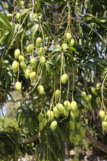 Mango, Mango - leider noch nicht reif...