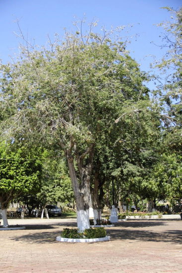 Huatulco selber hat keinen CP...- allerdings hätten wir auf einem PP übernachten können...; wir haben es vorgezogen, zurück nach Puerto Angel zu fahren und von dort aus den langen, kurvenreichen Weg nach Oaxaca in Angriff zu nehmen...