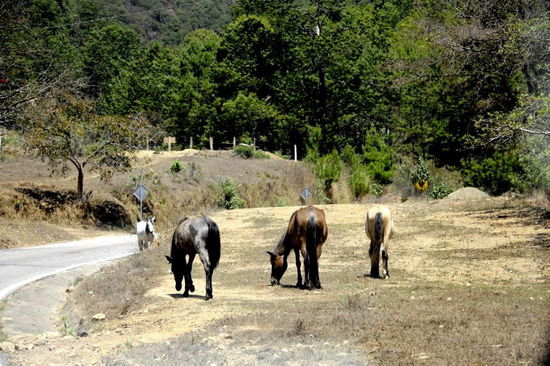 Pferde auf der kargen Weide...