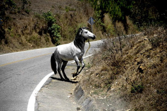 Ob auf der Strasse ein besserer Futterplatz ist...? Erschrocken beim gegenseitigen Anblick sind wir wohl beide...