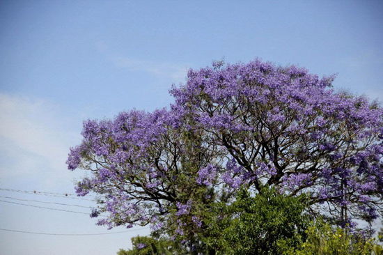 Wunderschön blühende Jacaranda-Bäume...; ansonsten ist die Gegend sehr trocken...