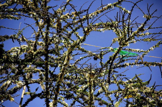 Spannend, was in der Trockenzeit so alles blüht...