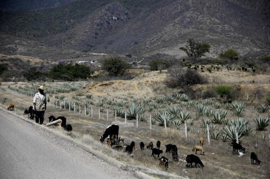 Aus den Agaven wird nicht Tequila, sondern Mescal hergestellt...