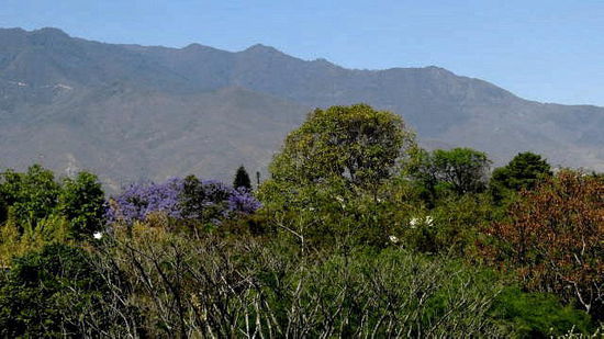 Wunderschön, die dunkelblau blühenden Jacarandabäume...
