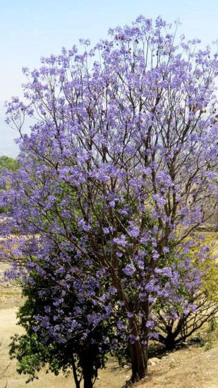 Jacaranda-Baum...