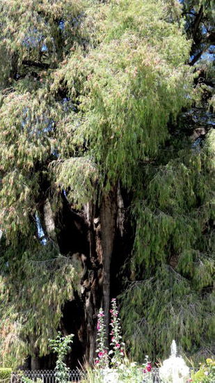 El Árbol de Tule