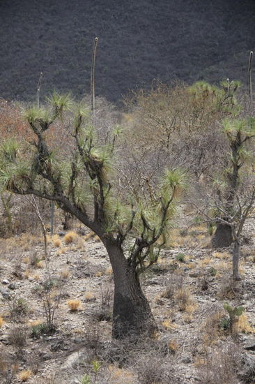 Wir sind inmitten einer Wüstenlandschaft...
