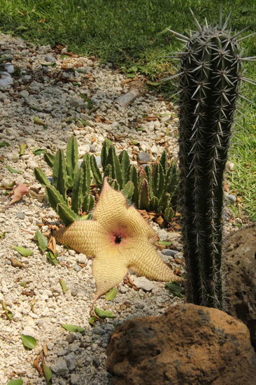 Auch im Garten gibt es immer wieder Neues zu entdecken...; hier eine wunderschöne Kaktusblüte...
