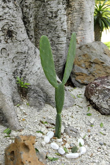 Und dieser Nopal passt doch herrlich zu Ostern...