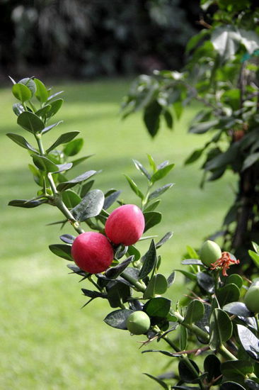 Diese Frucht wäre essbar - nur sind die Eichhörnchen meist schneller...