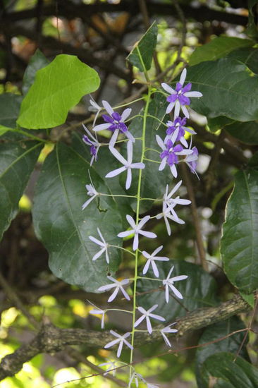 Es blüht an allen Ecken und Enden...