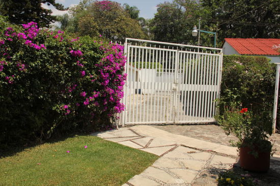 Bougainvilleas...