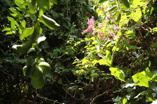 Frisch ab Baum - Zitronen...