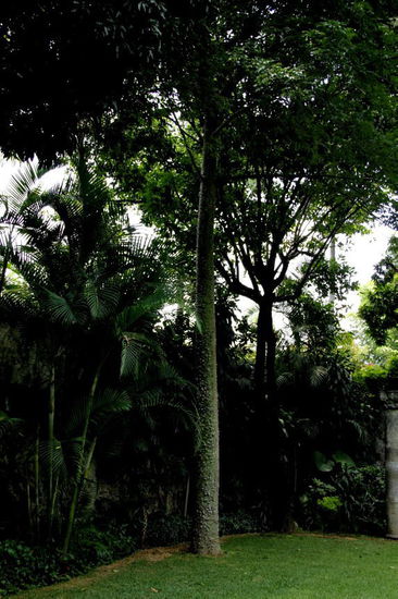 Seba - der heilige Baum der Maya...