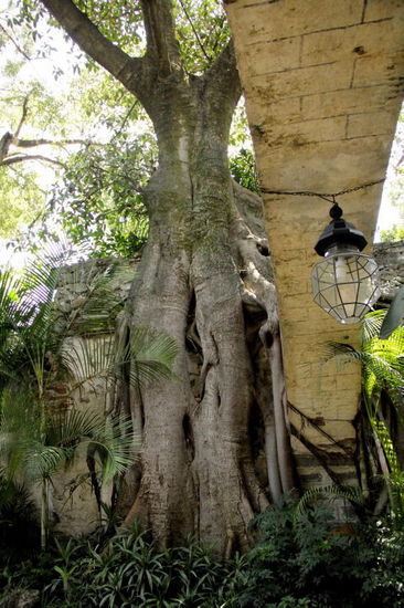 Die Frage: Wer stützt wen, der Baum die Mauer - oder...