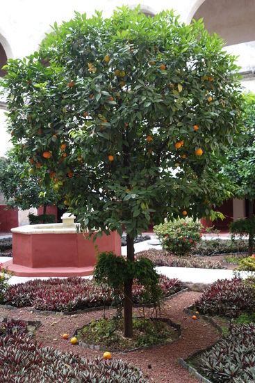 Im Klostergarten von Tepoztlan...