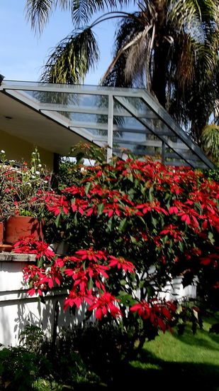 Der Weihnachtsstern vor unserm Haus wird jeweils gute 2 m hoch...