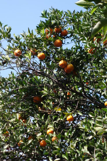 Mandarinen und auch Orangen...