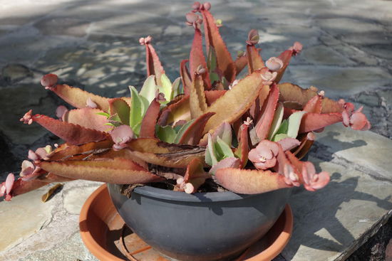 Exotische Pflanzen...