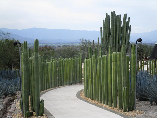 Im mexikanischen Kakeengarten..