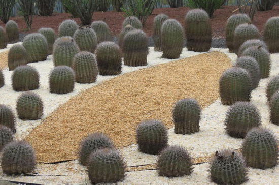 Kakteengewächse Wikipedia