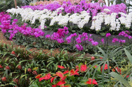 Im Orchideenhaus...
