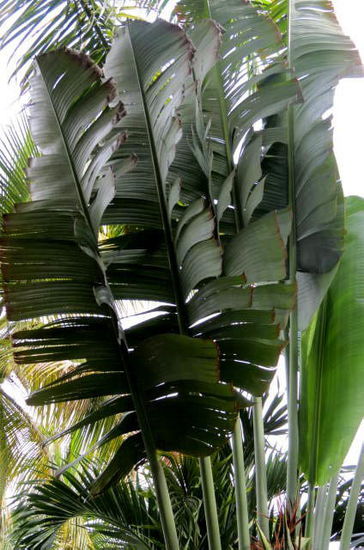 Im Palmengarten...