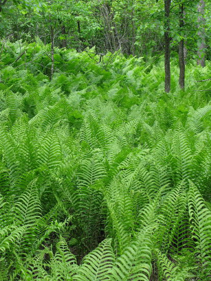 Wir machen uns auf den Weg, wir haben noch ein Stück Weg zu fahren...; hübscher Farnwald...