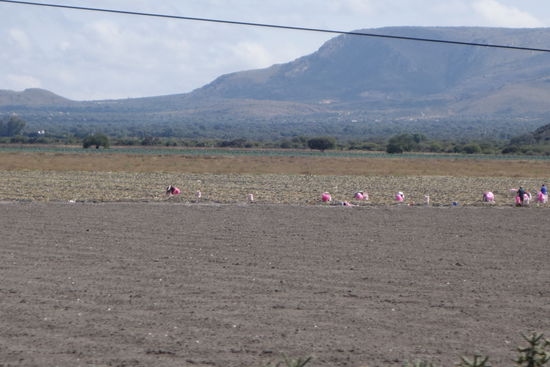 Erdbeeren werden gepflückt - offenbar ist genügend Wasser vorhanden, um die Felder zu bewässern...