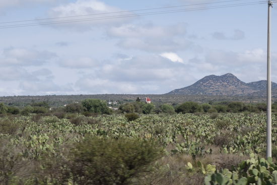 Nopales - diese Kakteenart wird als Gemüse gekocht und gegessen...
