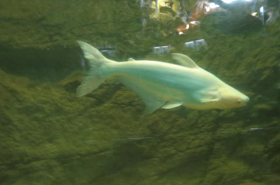 Der Pangasius-Fisch...