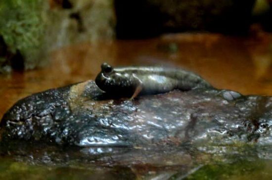Nach diesem Kerlchen musste ich lange suchen im Aquarium... Irgendwie mit dem Stein verwachsen...