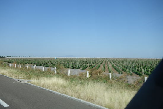 Aus unserer Sicht sind das wohl Tausende von Tomatenstöcken...