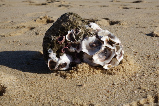 Beim Strandspaziergang entdeckt - von vielen aber nicht beachtet! Wunderbar, welche Kostbarkeiten die Natur hervorbringt...