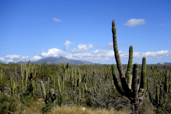 Wir fahren wiederum durch die trockene Halbinsel der Baja California mit ihren fantastischen Kakteenlandschaften...