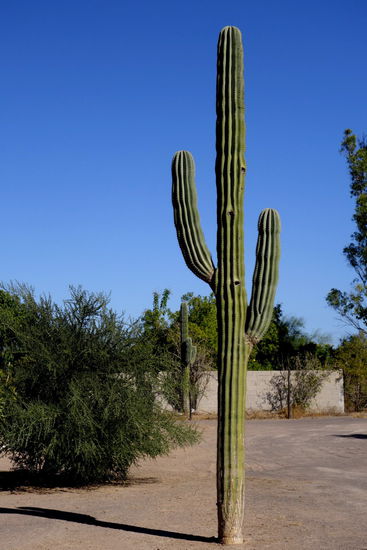 Wunderschöne Kakteen zieren das Gelände...