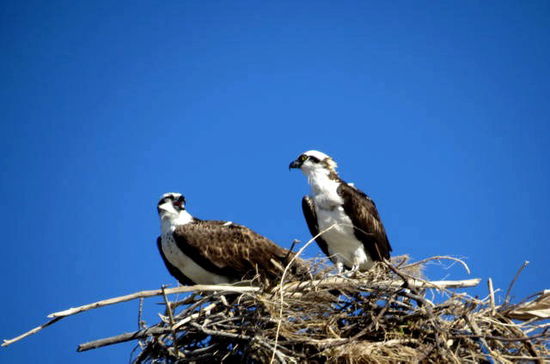 Was es nicht alles zu entdecken gibt - Fischadler haben sich auf einem Masten ein Nest gebaut...
Mehr über den Fischadler...