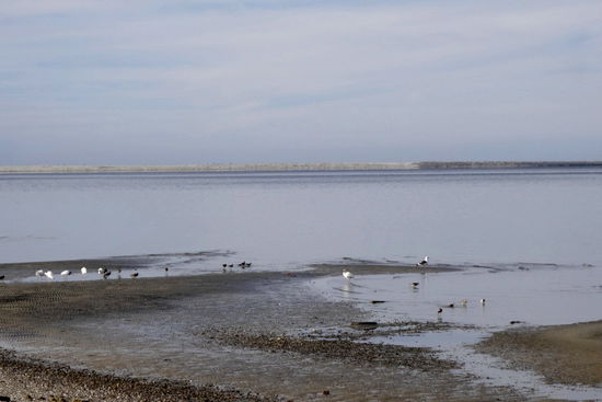 Und schon beginnt die Futtersuche von Neuem...