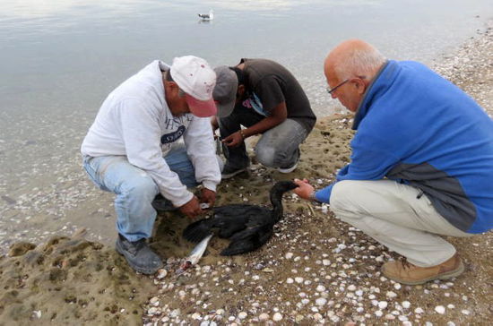Während die beiden Vögel relativ schnell voneinander getrennt sind, müssen zuerst die Fischleinen und Angel entfernt werden.