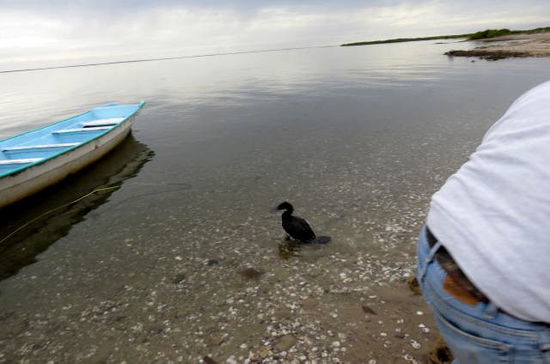 Letztlich gelingt auch das - auch der Kormoran ist wieder frei...!