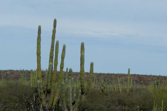 Dazu die spannende Halbwüste mit ihrer Vielfalt an Kakteen...