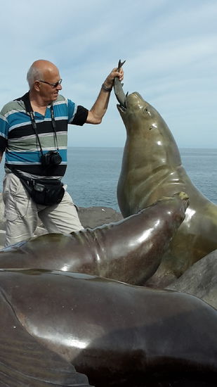 Ein scheuer Versuch, einen Seelöwen zu füttern...